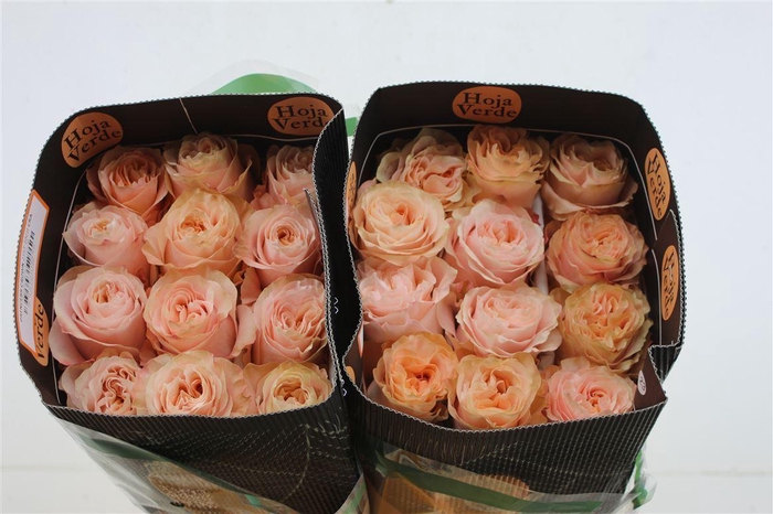 <h4>R Gr Eq Princess Crown 40cm</h4>