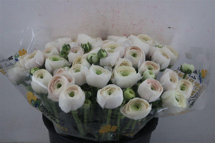 <h4>Ran Cloni Sup Hanoi</h4>