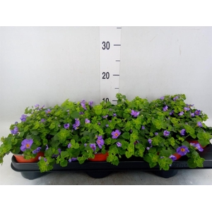 Sutera  'Blue Showers'