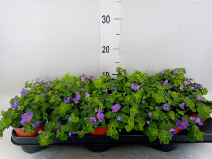 <h4>Sutera  'Blue Showers'</h4>