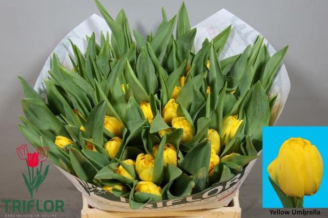 <h4>TU DU ROADRUNNER</h4>