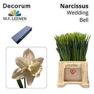 Narcissus Wedding Bell Small Box 100