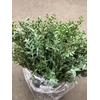 Dec Euc Parvifolia 150gr X5