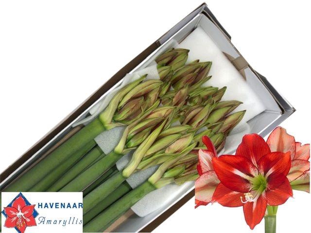<h4>Hippeastrum (Galaxy Grp) 'Passion'</h4>
