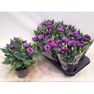 Eustoma russellianum Julietta Blue 12Ø 30cm