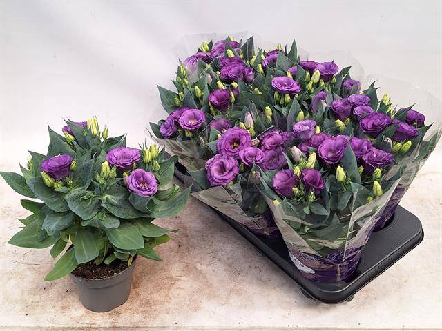 Eustoma russellianum Julietta Blue 12Ø 30cm