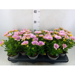 Osteospermum  'Margarita Pink Flar'