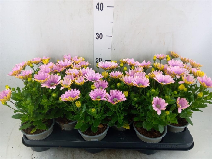 <h4>Osteospermum  'Margarita Pink Flar'</h4>