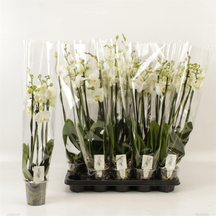 <h4>Phal Ov Wit</h4>