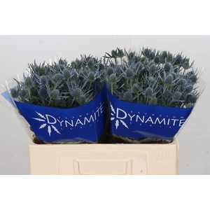 Eryngium Blue Dynamite