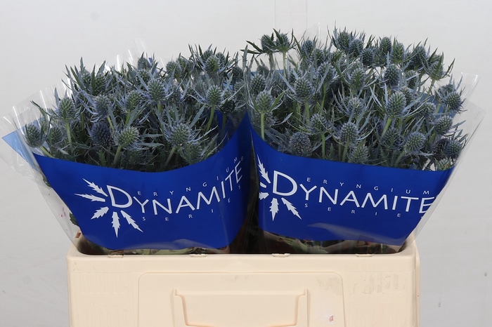 Eryngium Blue Dynamite