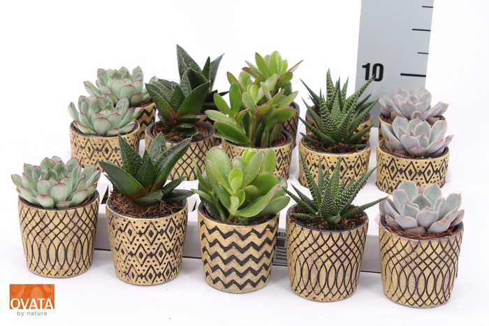 <h4>SUCC GEM 5 SRT</h4>