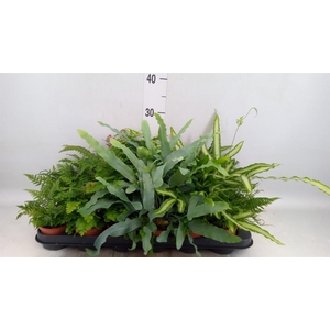 Ferns ...mix