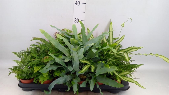 <h4>Ferns ...mix</h4>