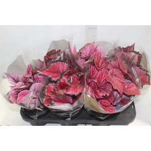 BEGONIA BELEAF P15 PO