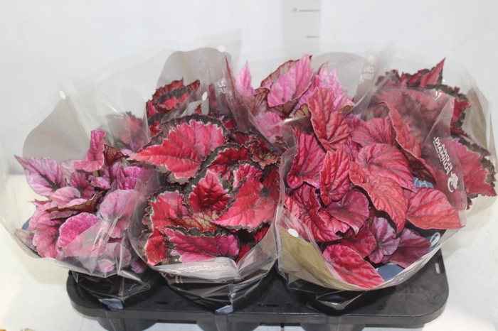 <h4>BEGONIA BELEAF P15 PO</h4>