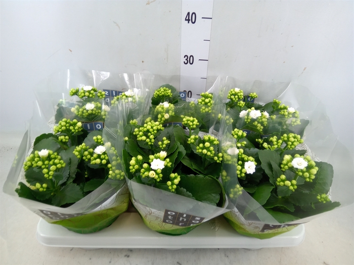 <h4>Kalanchoe blos. 'Calandiva Whites'</h4>