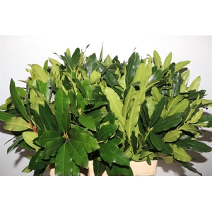 Rhododenderon 60 Cm Per Tak