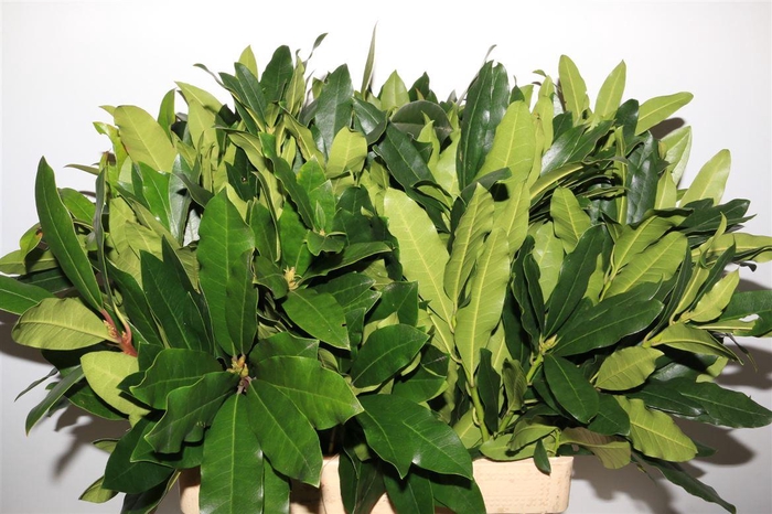 <h4>Rhododenderon 60 Cm Per Tak</h4>