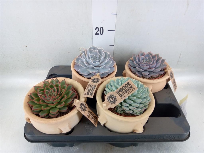 <h4>Echeveria ...mix</h4>