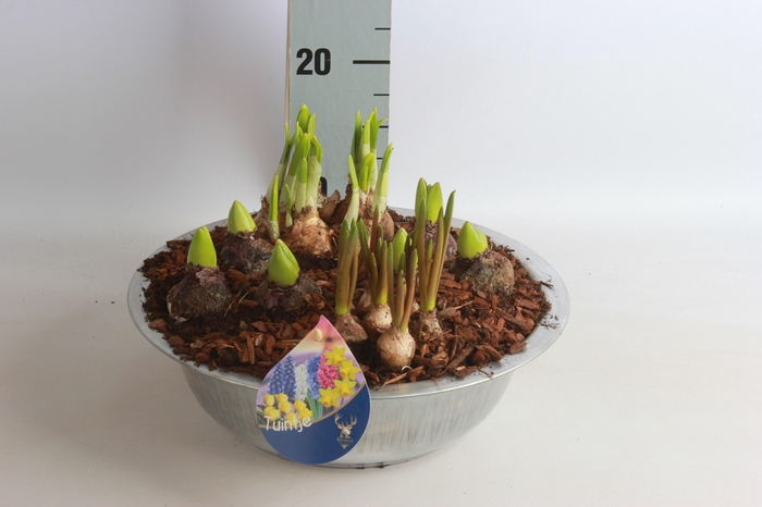 <h4>ARR TUINPLANTEN</h4>