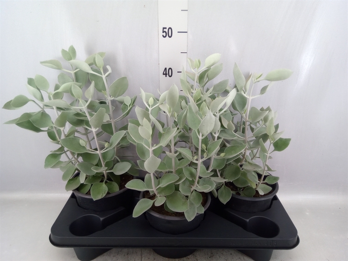 <h4>Kalanchoe NF   ...</h4>