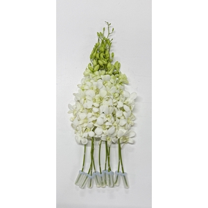 DENDR M POMP WIT BIG WHITE-WHB5NL-