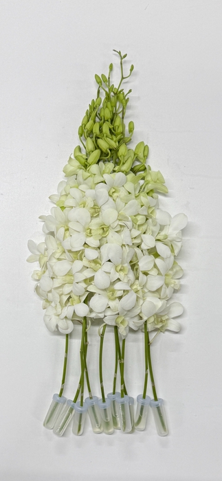 <h4>DENDR M POMP WIT BIG WHITE</h4>