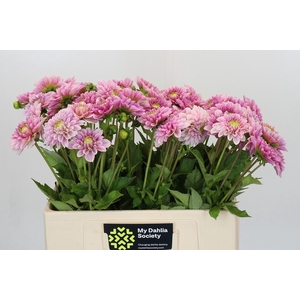 Dahlia Pink Silk