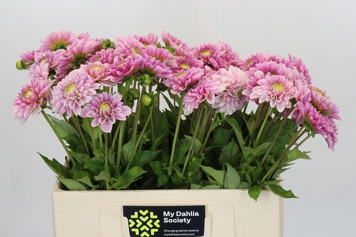 Dahlia Pink Silk