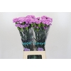 Dianthus St Florigene Moonaqua
