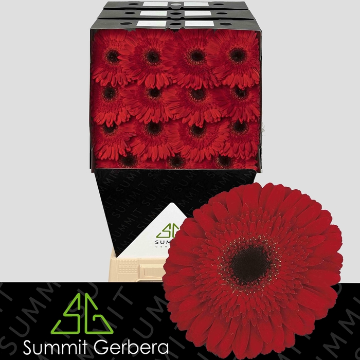 <h4>Gerbera Dynamic Diamond</h4>