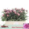 Paeo L Alex Fleming