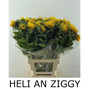 Heli An Ziggy