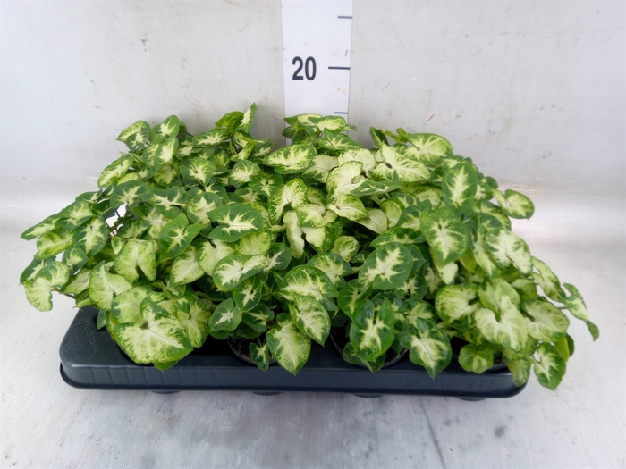 <h4>Syngonium  'Pixie'</h4>