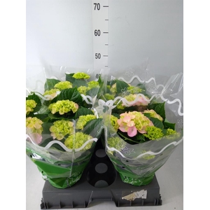 Hydrangea mac.   ...