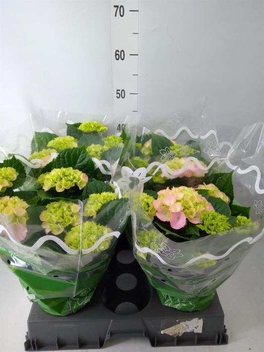 <h4>Hydrangea mac.   ...</h4>