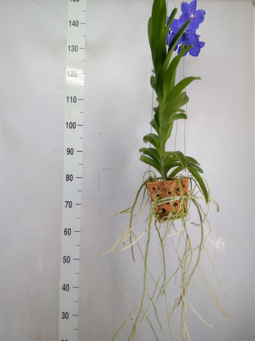 <h4>Vanda  hybriden</h4>