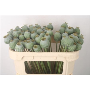 Papaver Som Zaaddozen