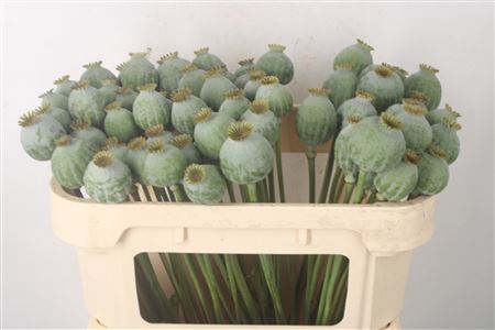 <h4>Papaver Som Zaaddozen</h4>