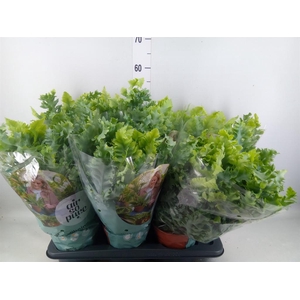 Phlebodium aureum 'Davana'