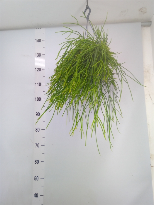 <h4>Rhipsalis pulchra</h4>