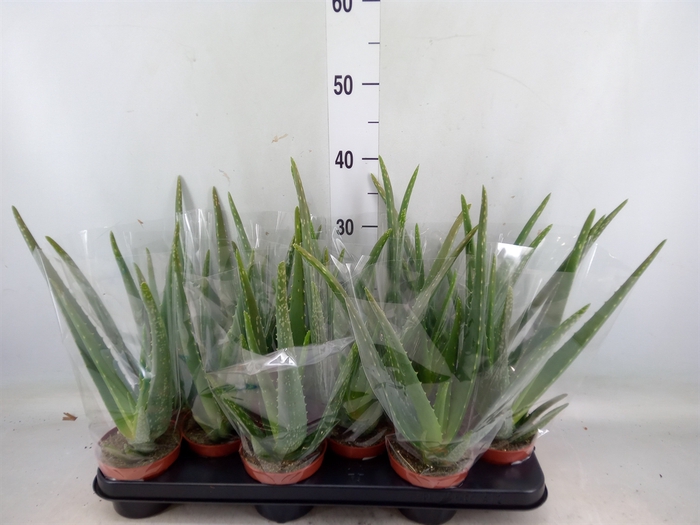 <h4>Aloe vera</h4>