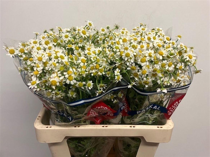 <h4>TANA PA CAMERON</h4>