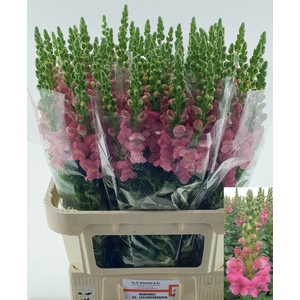 ANTIR MONACO ROSE