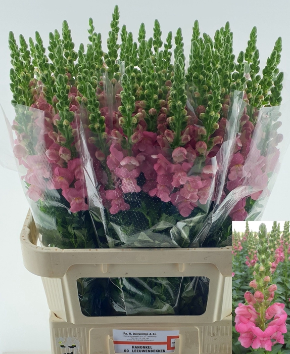 <h4>ANTIR MONACO ROSE</h4>