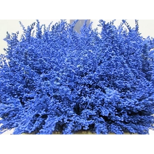 Solidago Blauw