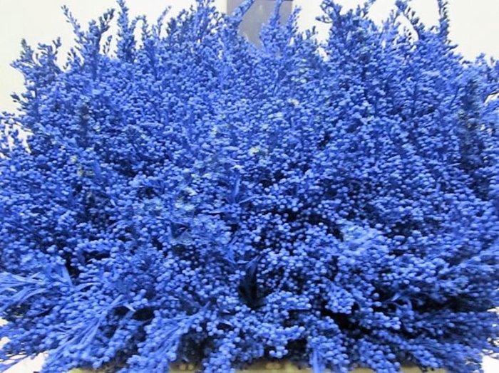 Solidago Blauw