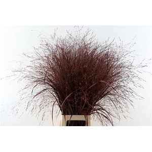 Siergras Panicum Kbh Brown P Stem