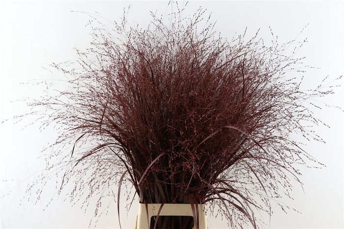 <h4>Siergras Panicum Kbh Brown P Stem</h4>